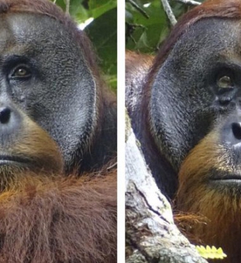 Orangutan yarasını tedavi etmek için şifalı bir bitki kullandı