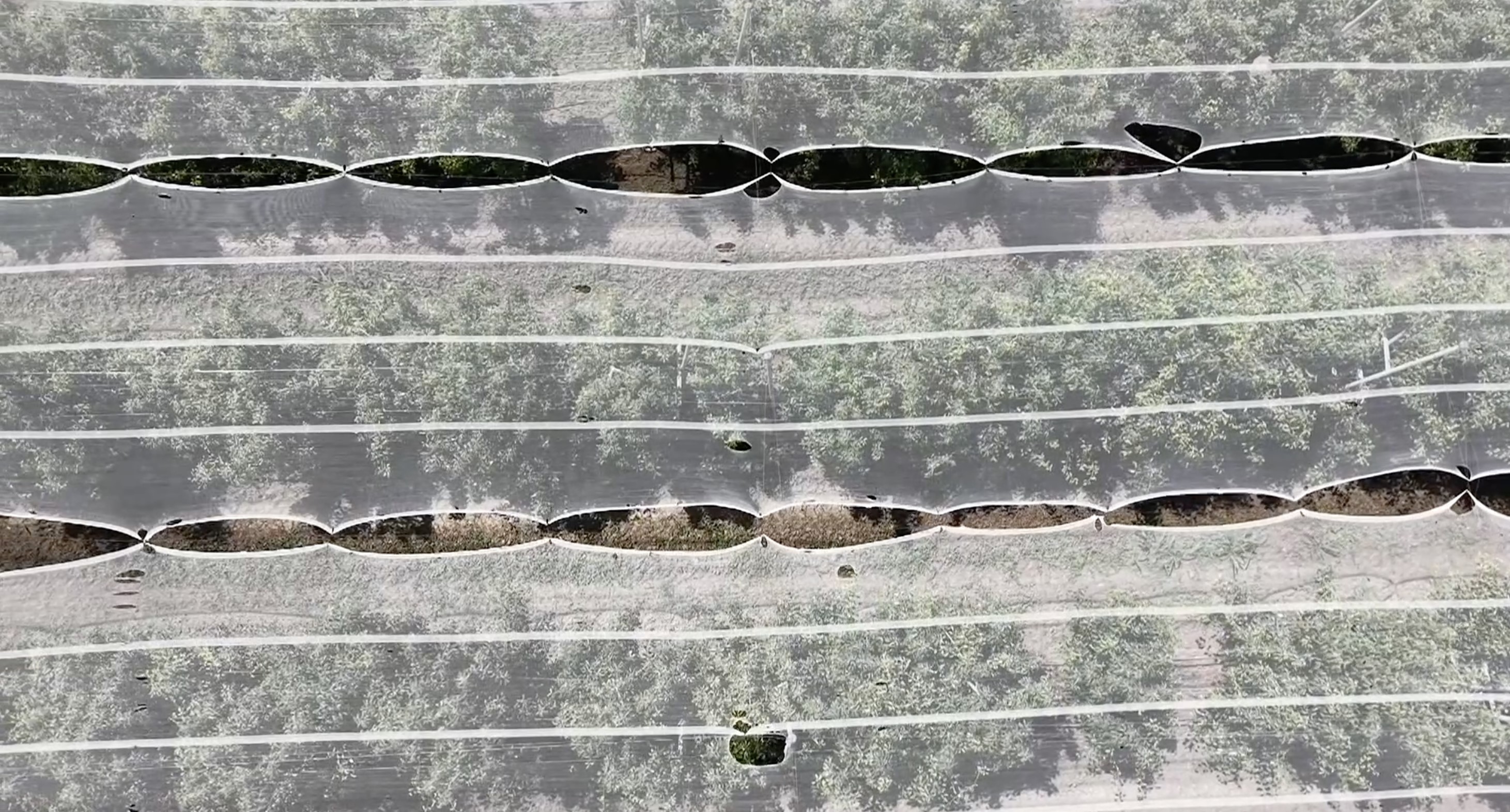 Bursa çiftçisi armut ve şeftalisini doludan fileyle koruyor