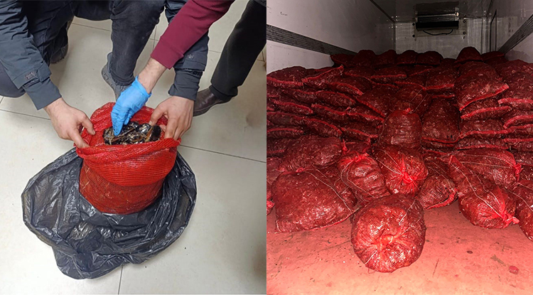 Bursa ve Balıkesir’de halk sağlığını tehdit eden 10 ton kaçak midye ele geçirildi