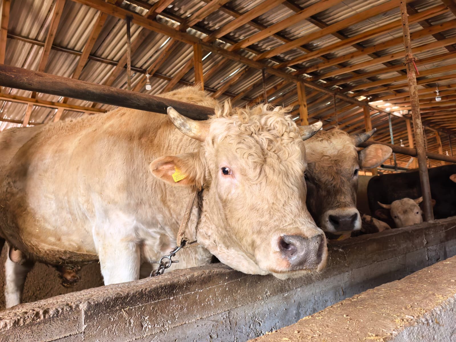 Bursa’da 1 tonluk “Paşa” boğa 500 bin liraya alıcı bekliyor