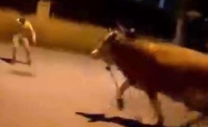 Bursa'da dana paniği