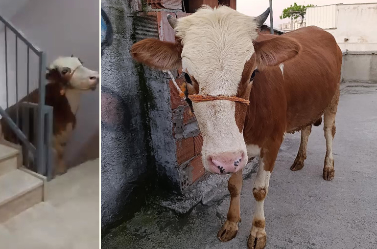 Büyükbaş Hayvanı Merdivenlerden Çatıya Böyle Çıkardılar