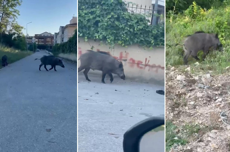 Domuzlar yerleşim yerine inerek yiyecek aradı