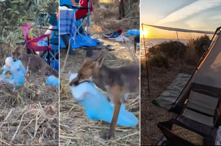 Kamp alanına giren çakal ekmeği kapıp kaçtı!