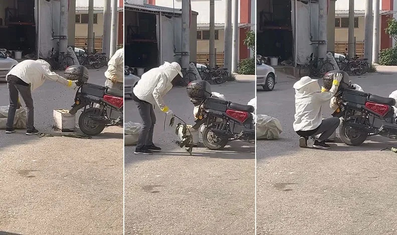 Kraliçe Arının Peşine Takılan Binlerce Arı Motosiklette Oğul Verdi