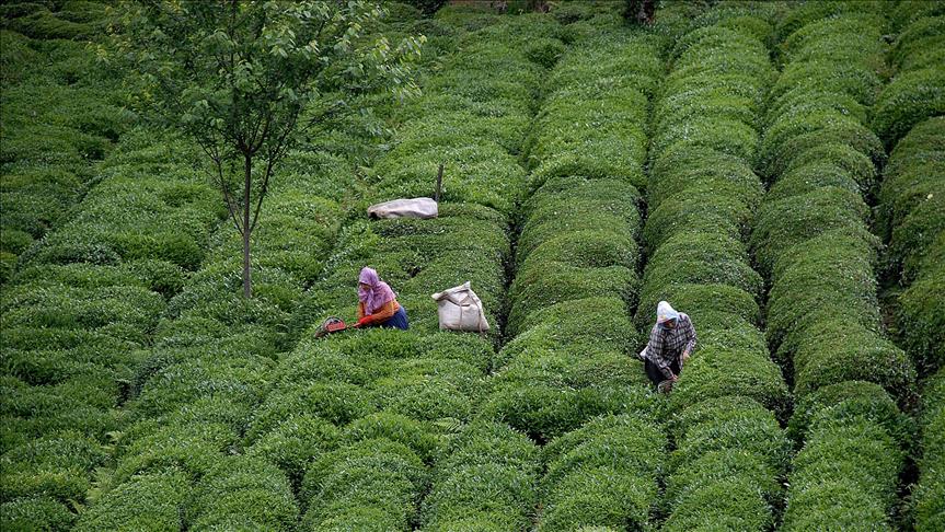 Türk çayı ihracatı yılın ilk çeyreğinde 34,8 milyon doları aştı