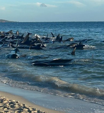 160 pilot balina kıyıya vurdu, 28’i öldü!