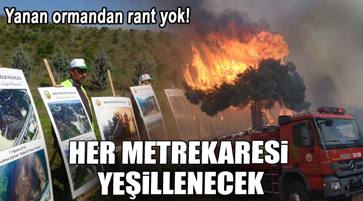 Bursa'da yanan ormanların yerine 48 bin fidan dikildi