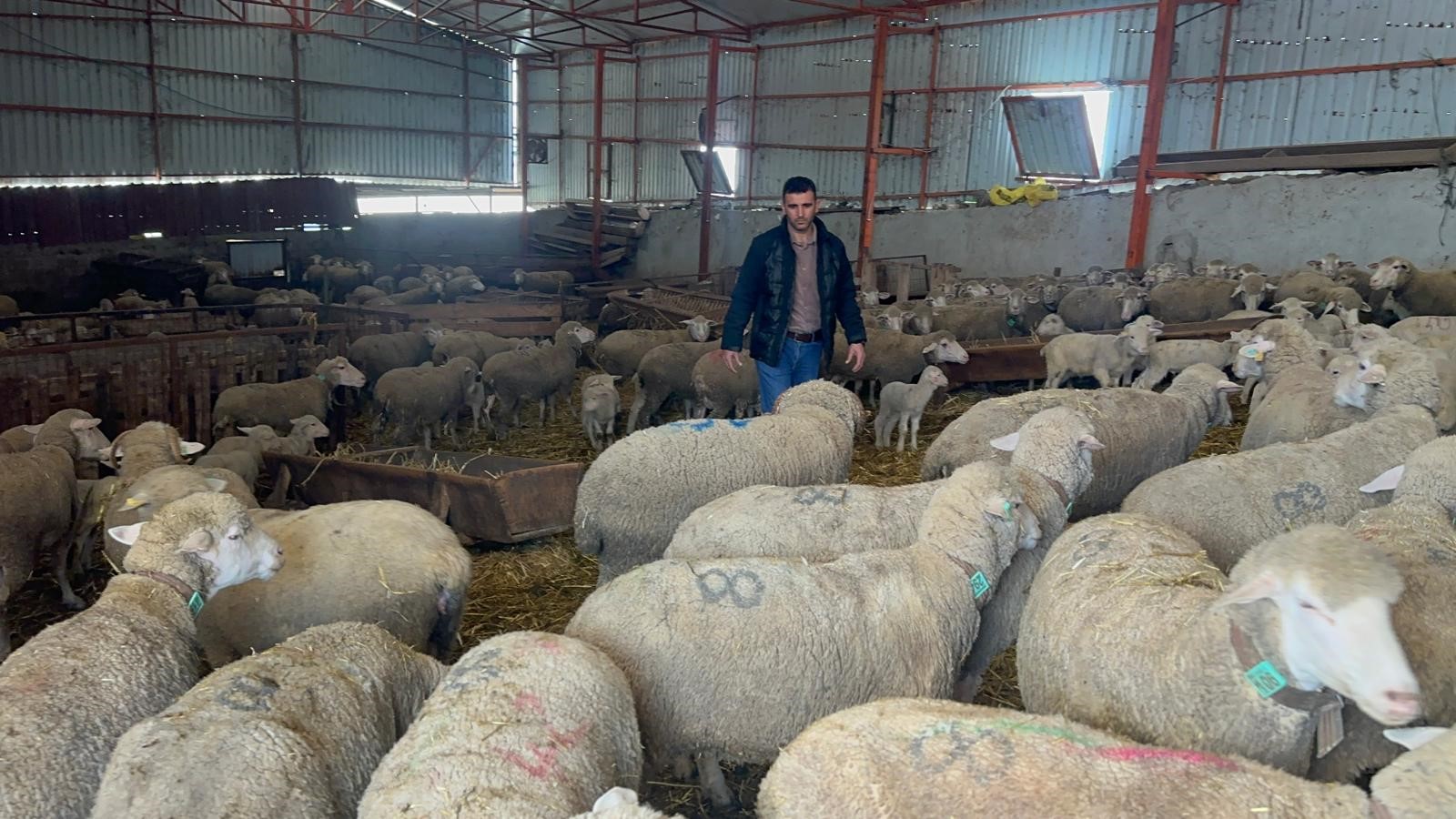 57 yıldır safkan damızlık Karacabey merinosu yetiştiriyorlar, birçok sürüde imzaları var