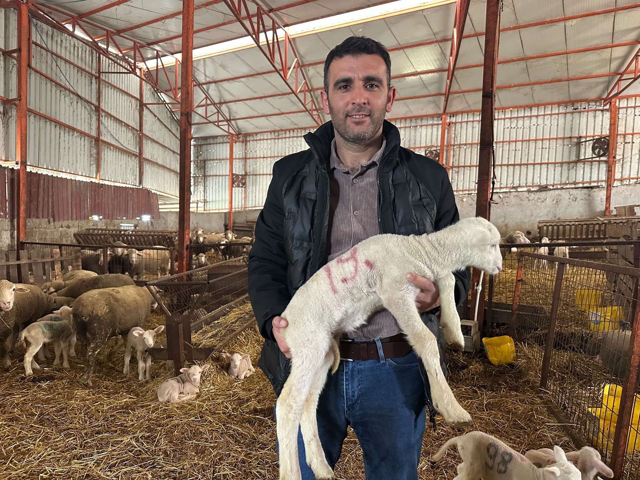57 yıllık tecrübeden koyunculuğa başlayacaklara önemli öneriler