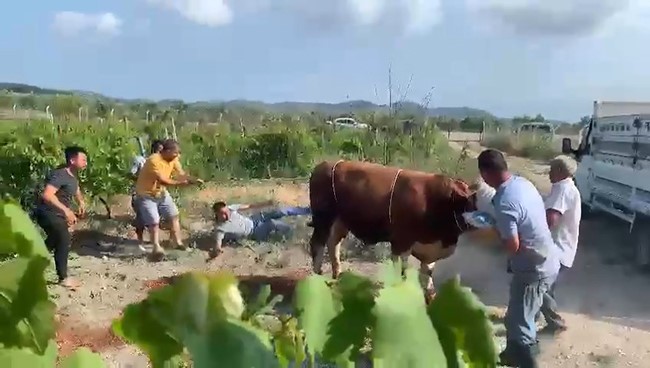 6 kişinin zapt edemediği boğa bir tekmeyle böyle yere serdi