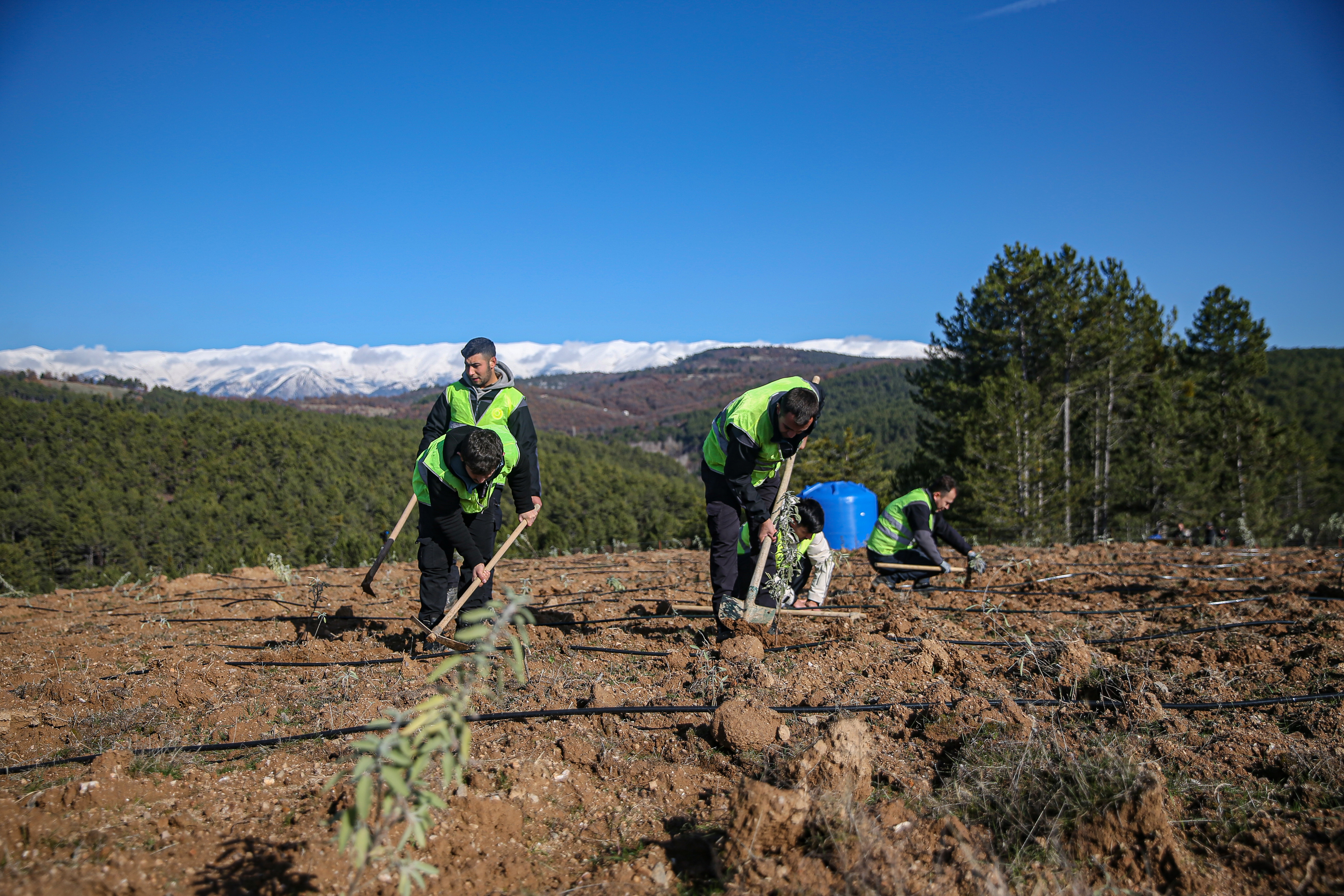 Uludağ eteklerinde oluşturulan bal ormanı arıcıları bekliyor