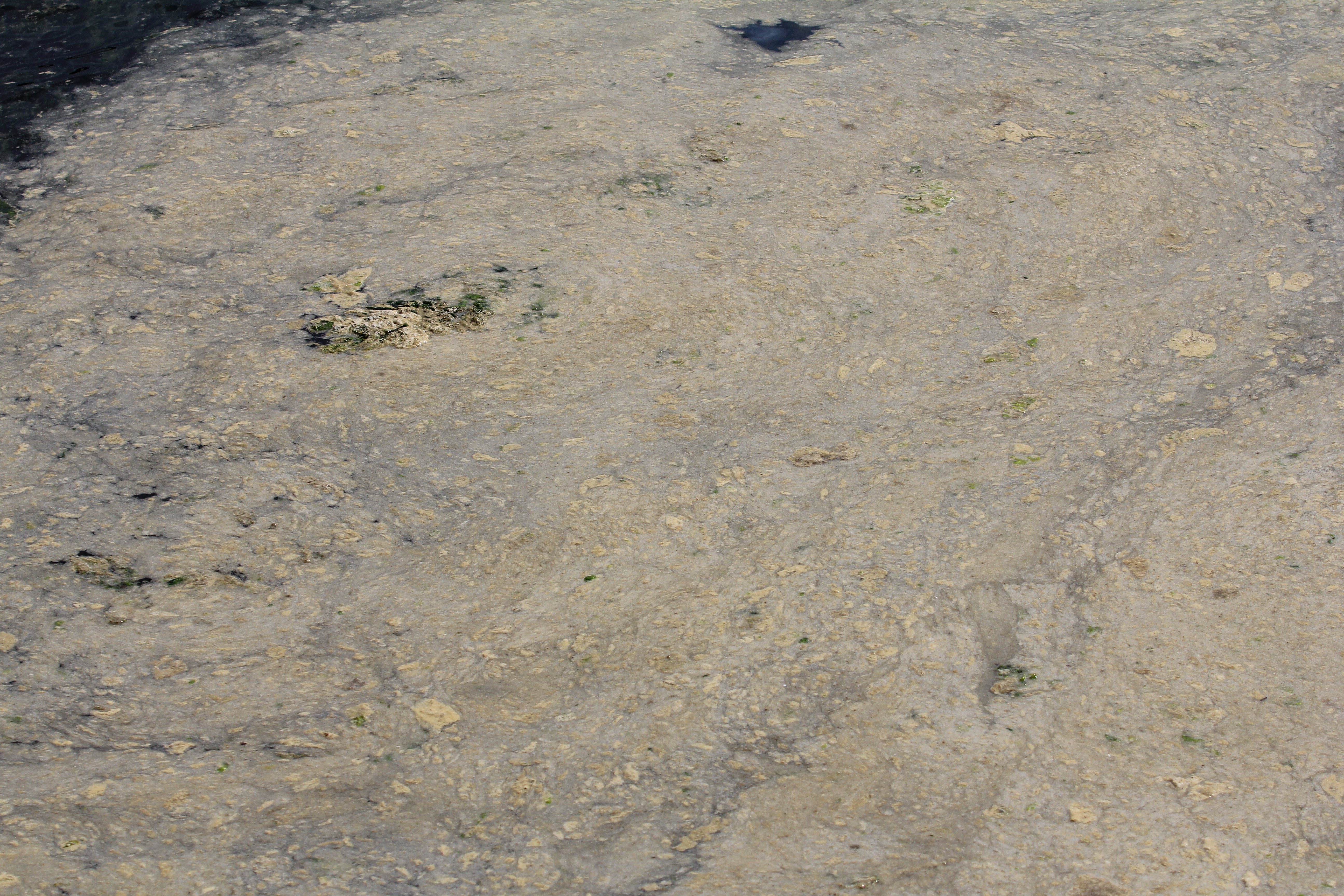 Gemlik Sahilleri'nde tehlike... Müsilaj balık yumurtalarını öldürüyor