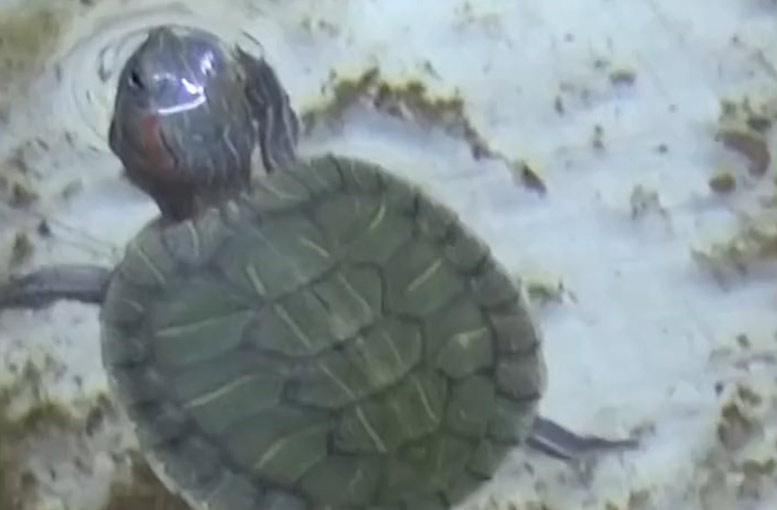 Bursa da yasaklı kaplumbağalar kurtarıldı