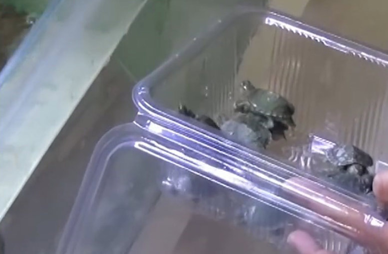 Bursa da yasaklı kaplumbağalar kurtarıldı