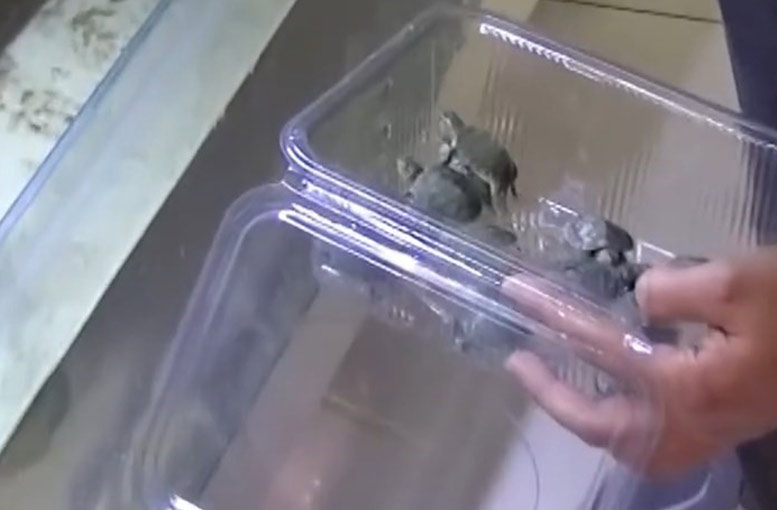 Bursa da yasaklı kaplumbağalar kurtarıldı