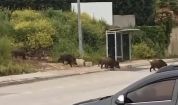 Aç kalan domuz sürüsü, gündüz şehir merkezine indi