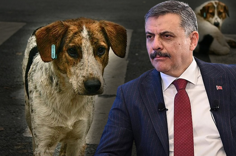Bakan Çiftçi: "Yıl başına kadar sokak köpeklerinin hepsini barınaklara toplatacağım"