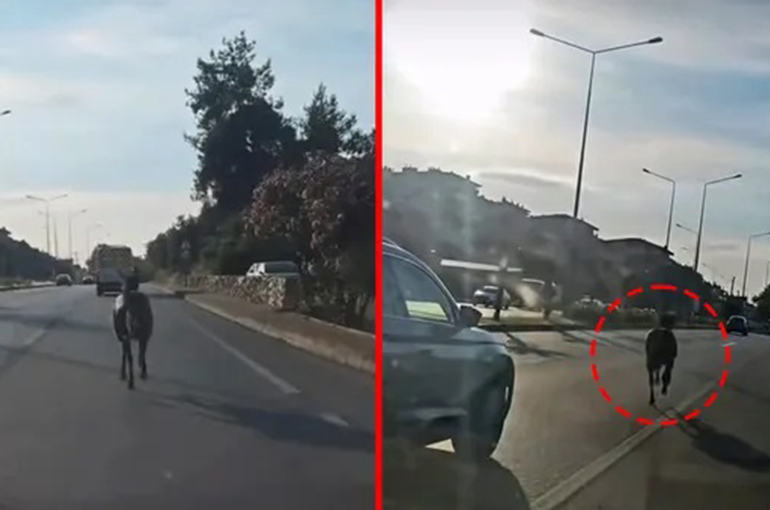 Başıboş at ana yolda trafiği tehlikeye attı