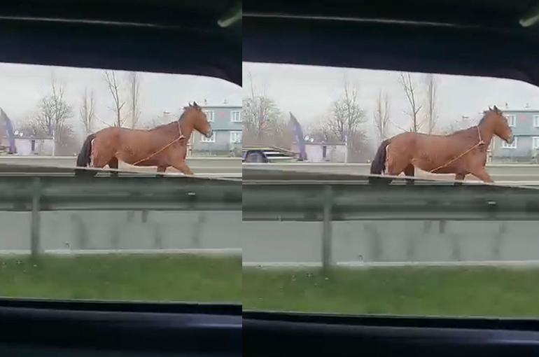 Başıboş at trafikte tehlike saçtı