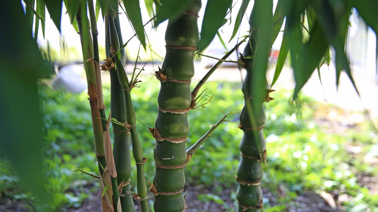 Bilim insanları inceledi: Bambu süper gıda olabilir