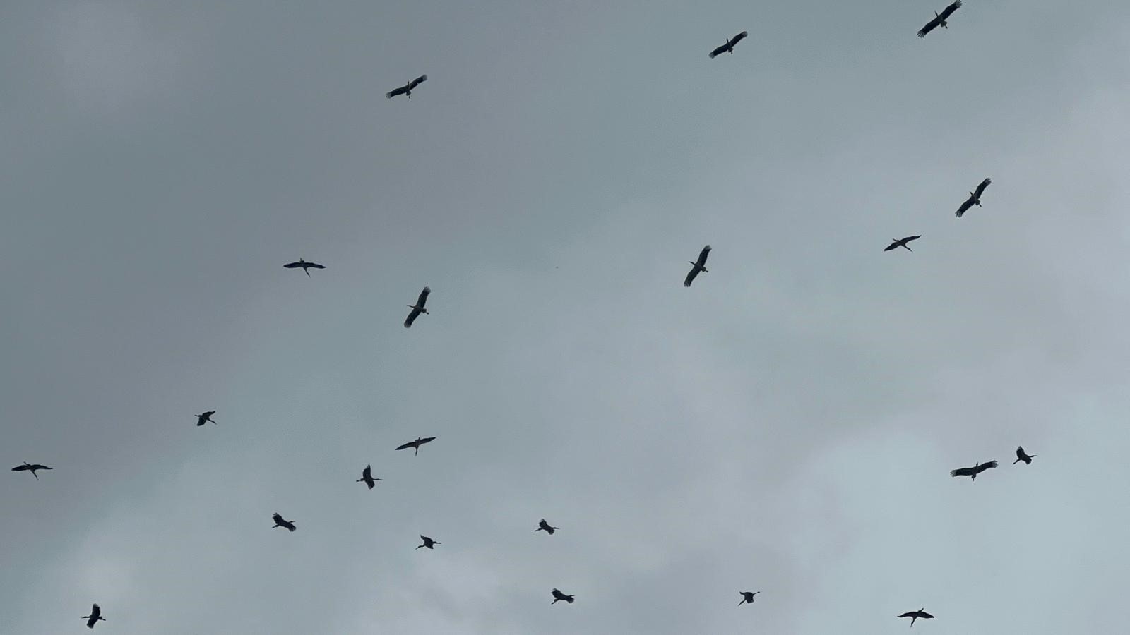 "Bolluk" müjdecisi leylek sürüsü Bursa semalarında görüldü