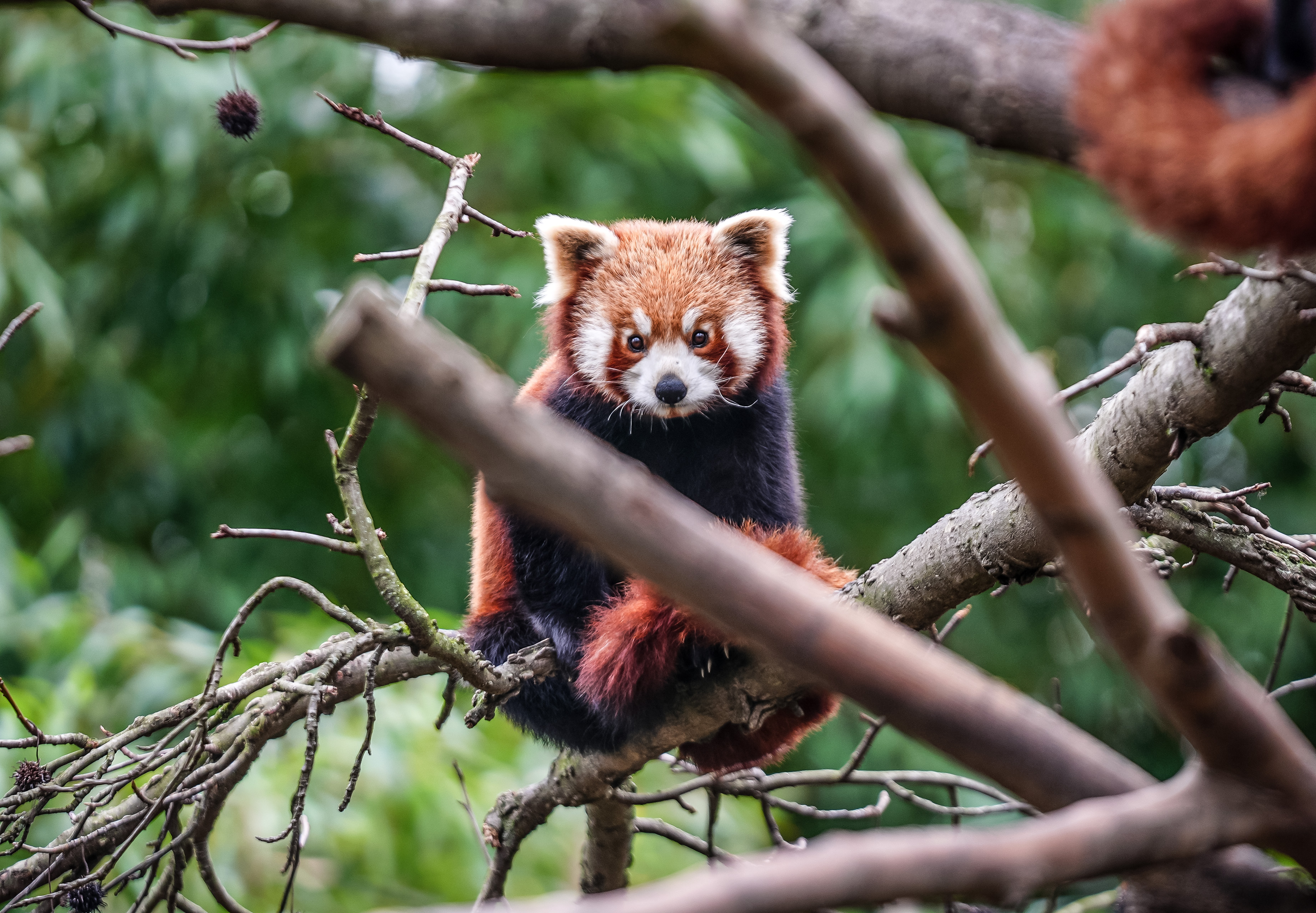 Bursa Hayvanat Bahçesi'nde kırmızı panda yavrularına özenle bakılıyor