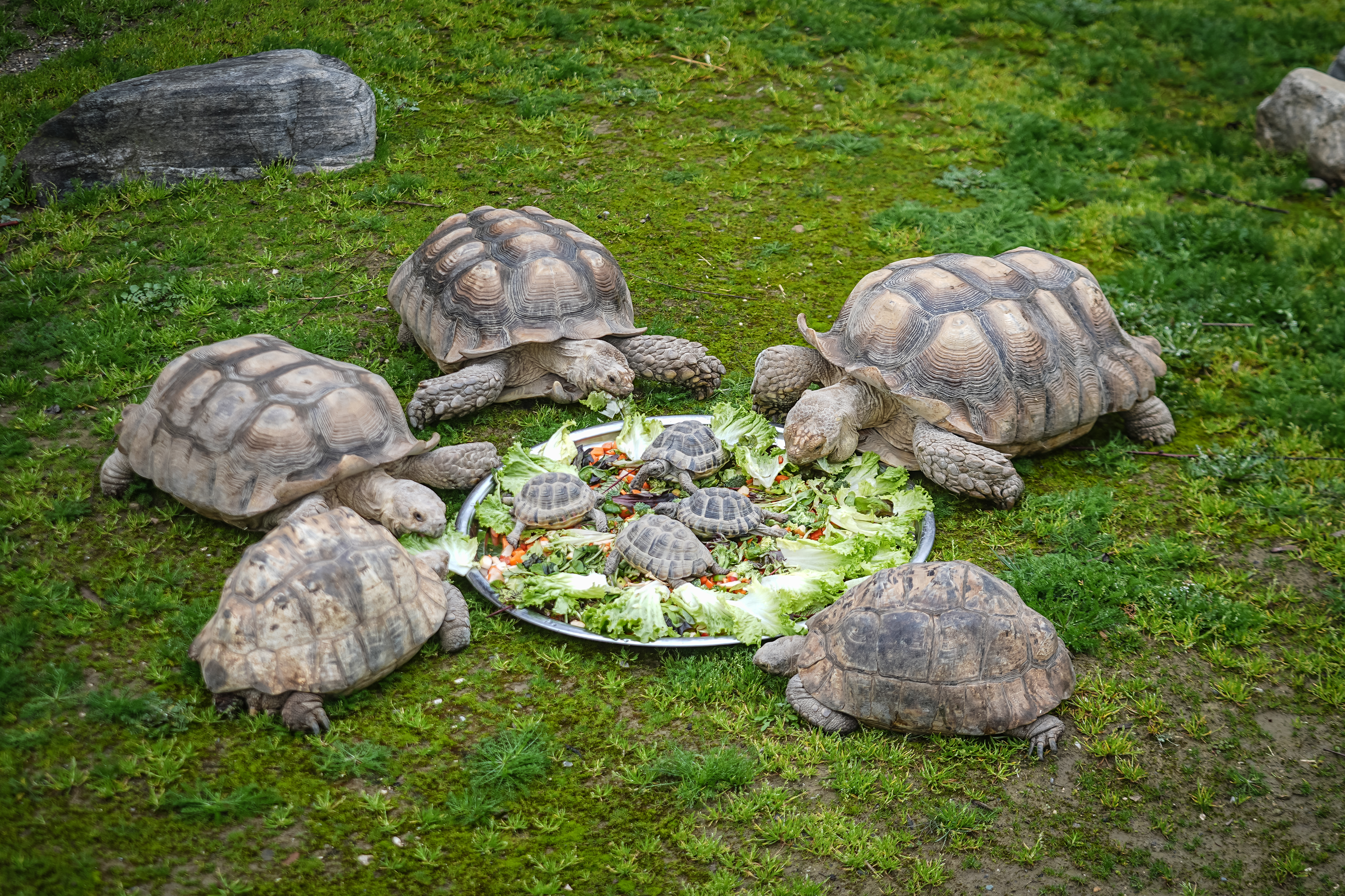 Bursa Hayvanat Bahçesi'nde sıcak iklim hayvanlarına kış bakımı