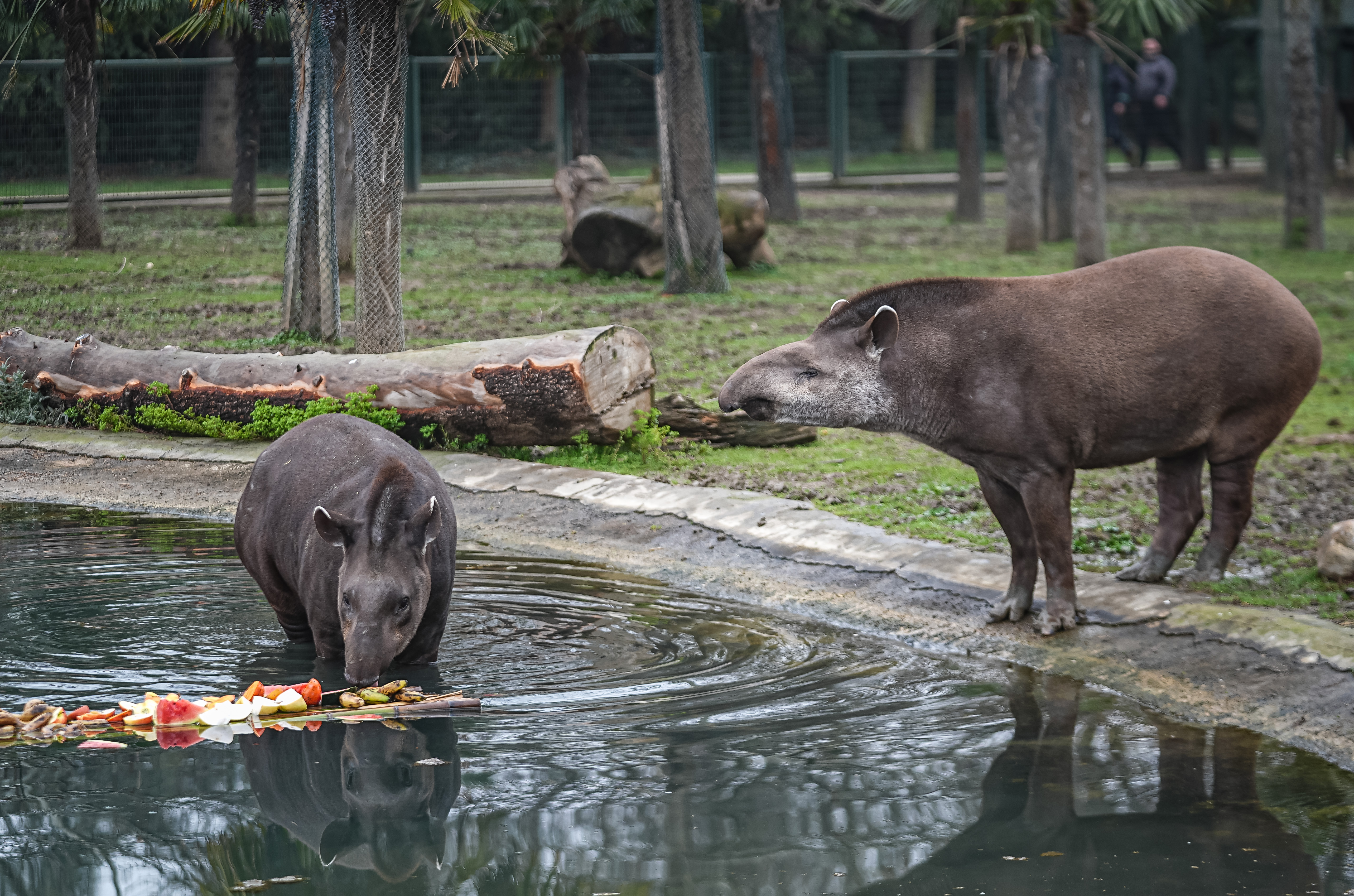 Bursa Hayvanat Bahçesi'ndeki tapirler kış mevsiminde özenle besleniyor
