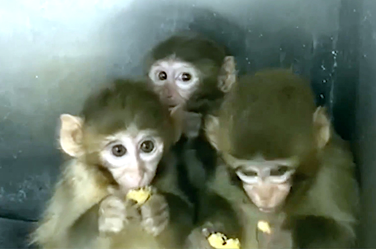 Bursa'da 3 makak maymunu koruma altına alındı