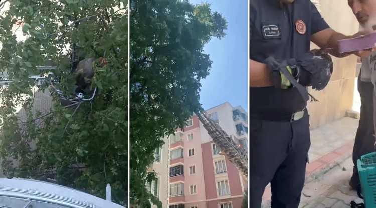 Bursa'da ağaca sıkışan yavru karga saatlerce kurtarılmayı bekledi