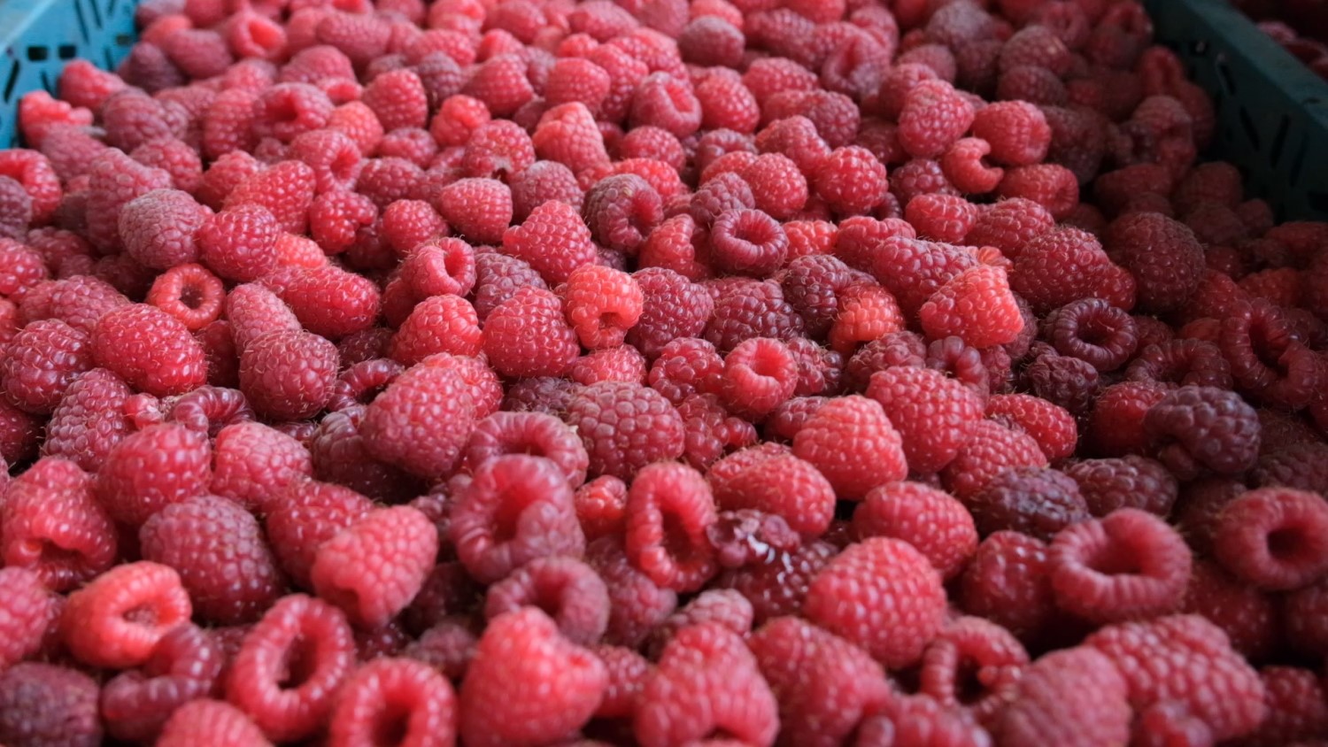 Bursa'da ahududu üretimi S.O.S veriyor