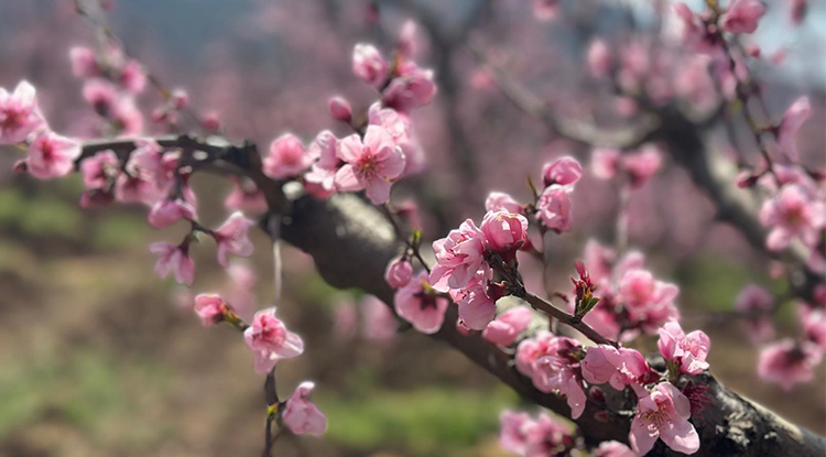 Bursa’da alevlerin ortasında kalan şeftali bahçeleri bu yıl pembeye büründü