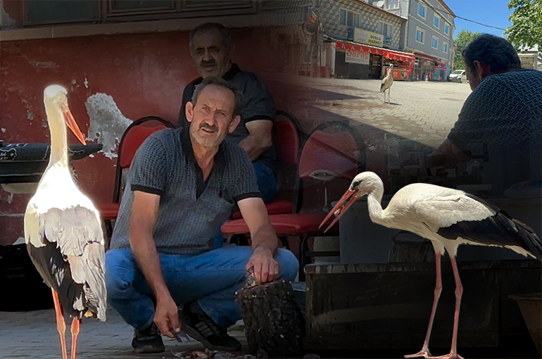 Bursa’da Bir Leylek Hikayesi Daha: 10 Yıldır Her Gün Buluşuyorlar!
