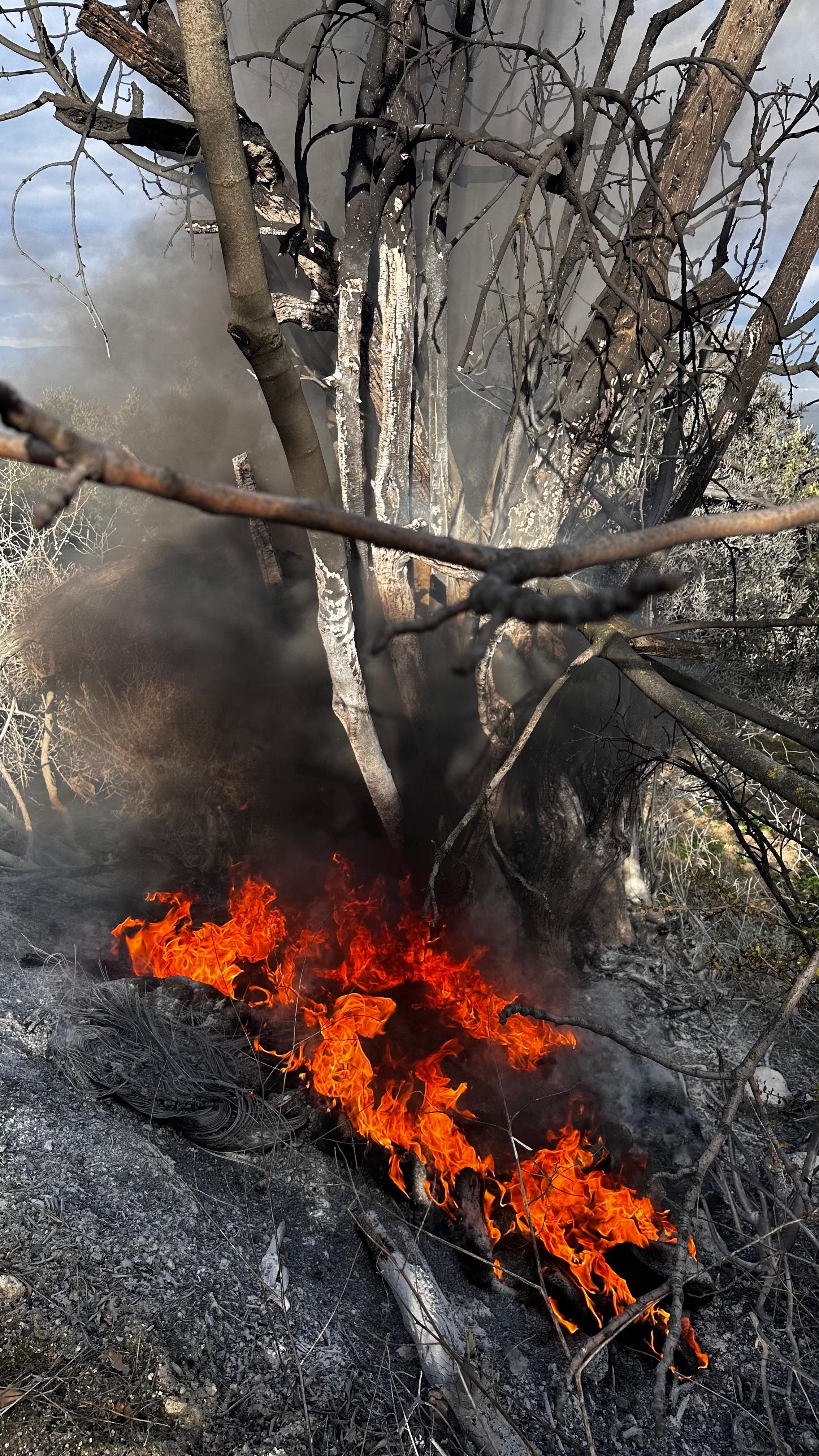 Bursa'da çıkan çalı yangını büyümeden söndürüldü