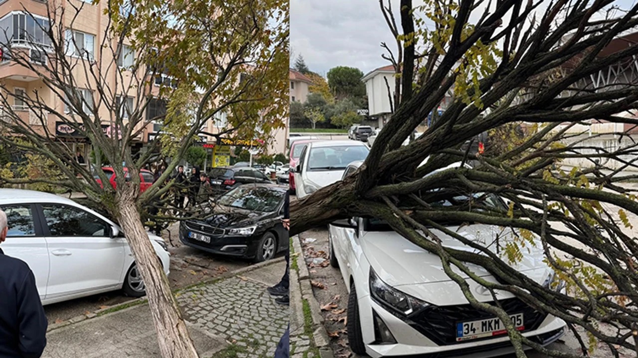 Bursa’da devrilen ağaç korku dolu anlar yaşattı