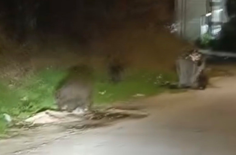 Bursa'da domuz sürüsü şehre indi