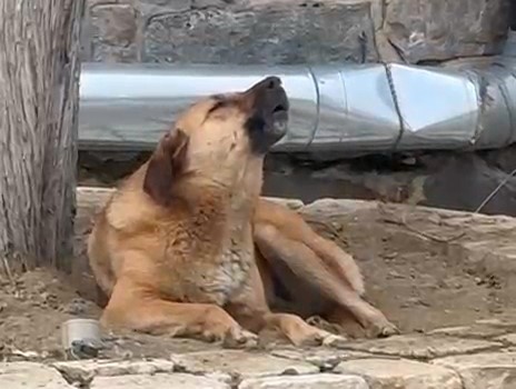 Bursa'da ezana uluyan sokak köpeği dikkat çekti