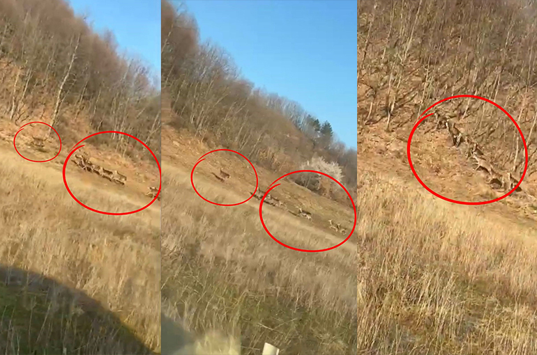 Bursa’da geyik sürüsü heyecanı kamerada