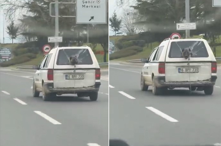 Bursa’da İlginç Anlar: Kamyonetteki Köpek Herkesi Gülümsetti