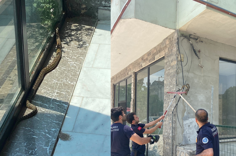 Bursa'da iş yerine giren yılan paniğe neden oldu
