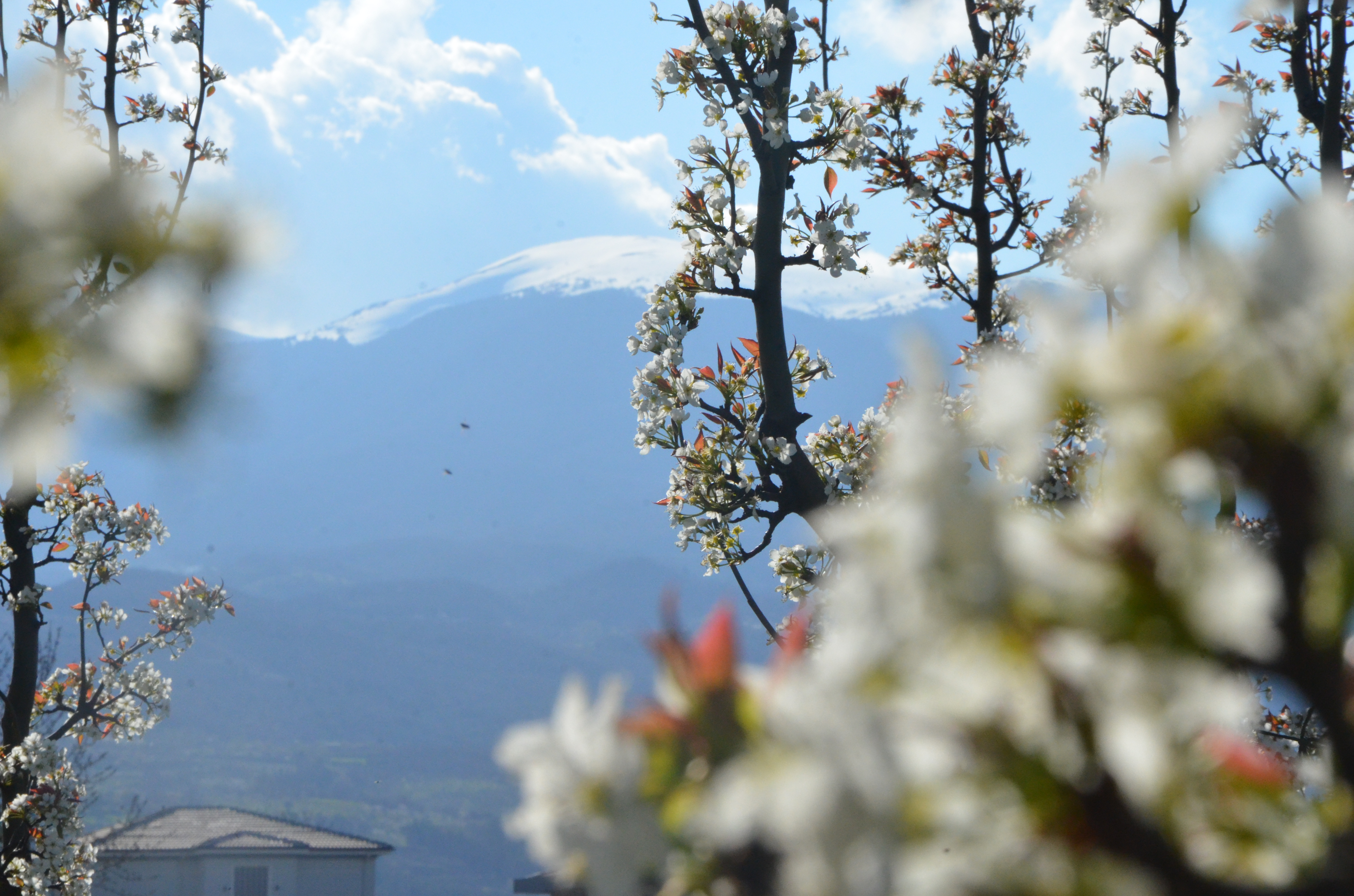 Bursa'da meyve ağaçları çiçek açtı
