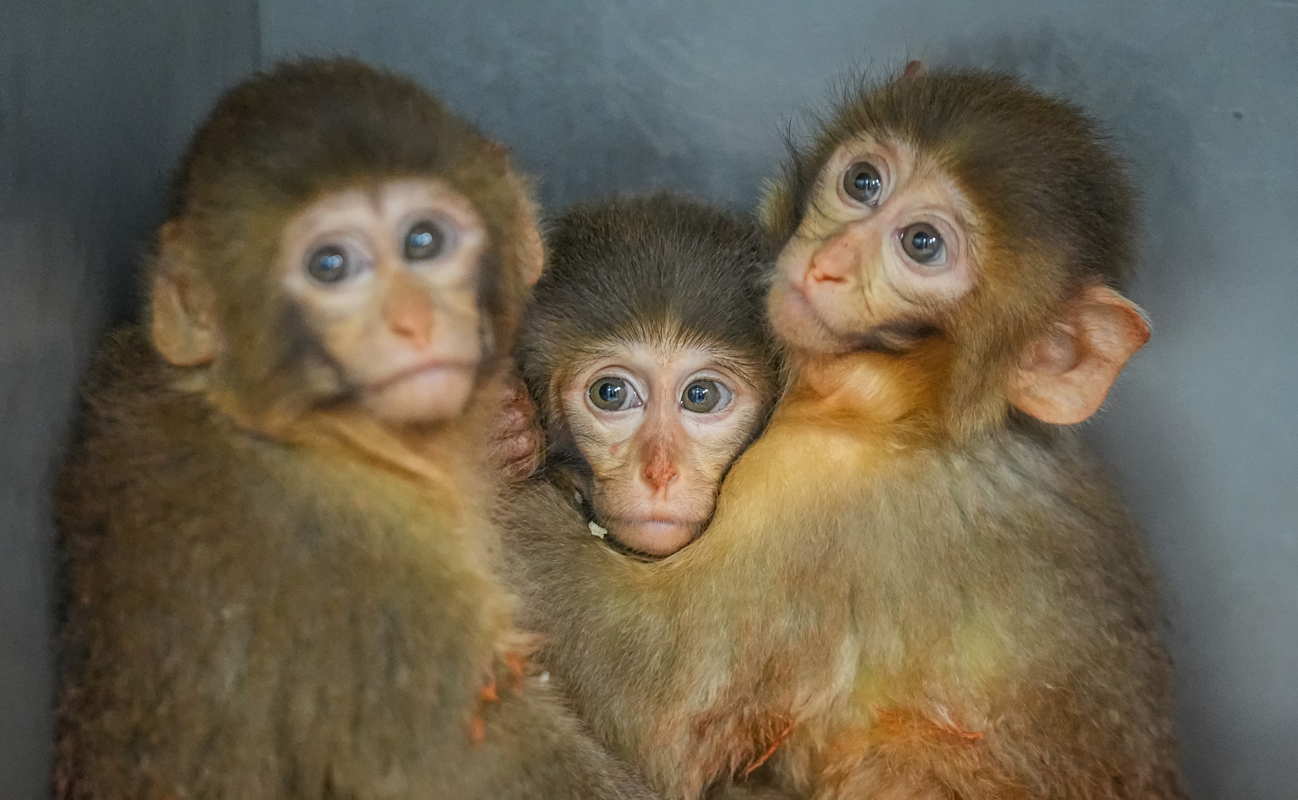 Bursa'da Polis Denetiminde Kurtarılan Makaklar 7/24 Gözetim Altında