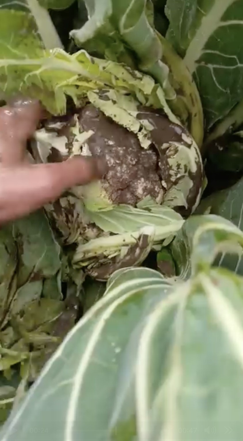 Bursa'da sağanak yağış tarımı vurdu