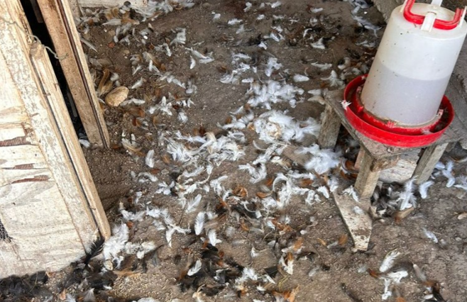 Bursa'da sahipsiz köpekler 30 tavuğu telef etti