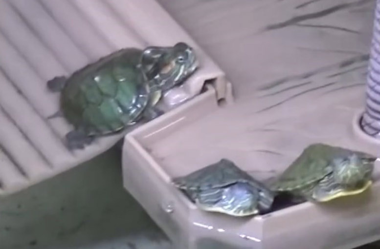 Bursa'da yasaklı kaplumbağalar kurtarıldı