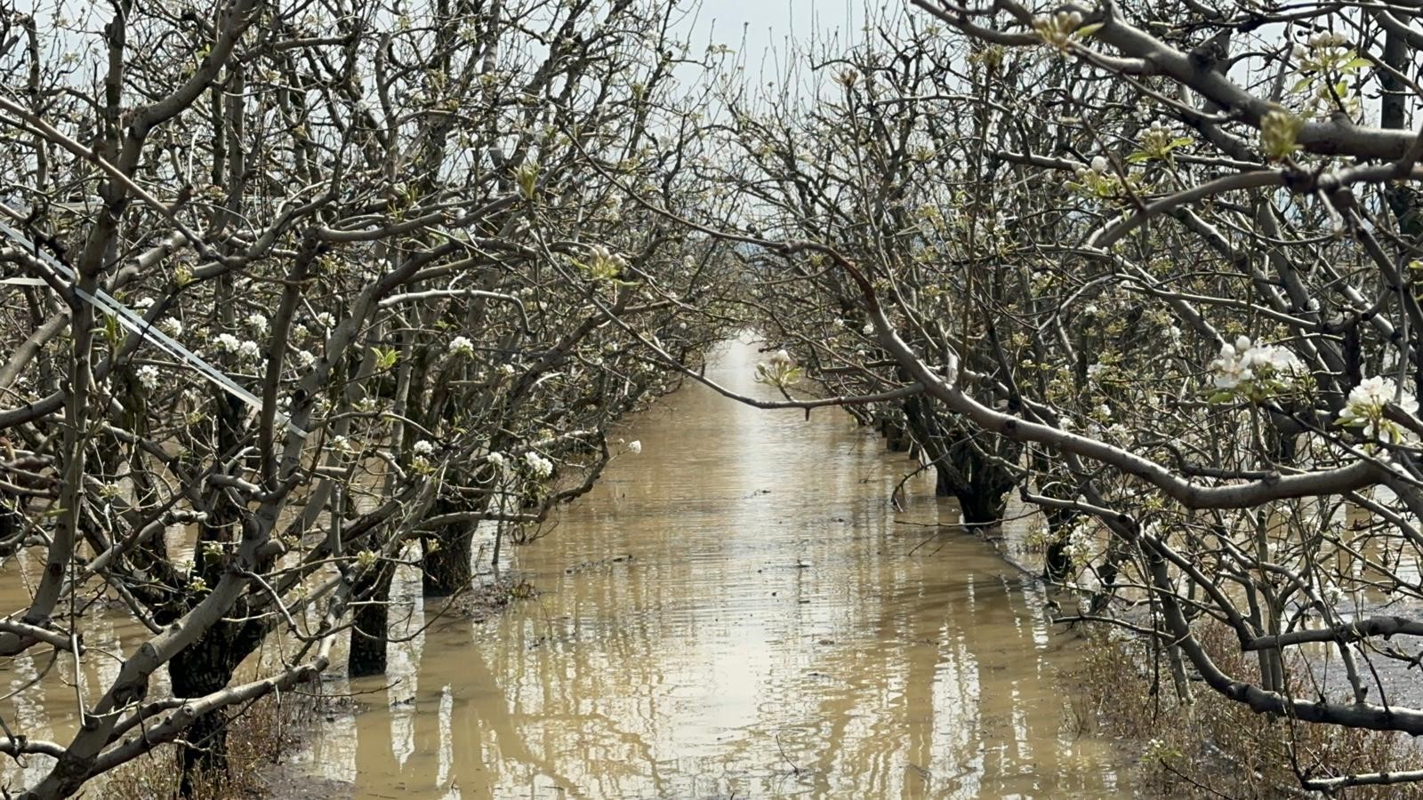 Bursa'da yüzlerce dönüm şeftali ve armut bahçesi su altında