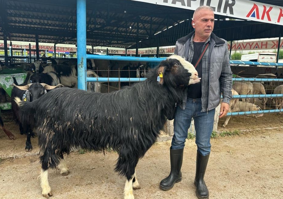 Bursa'daki kurban pazarının şampiyon keçisi 47 bin liradan satıldı