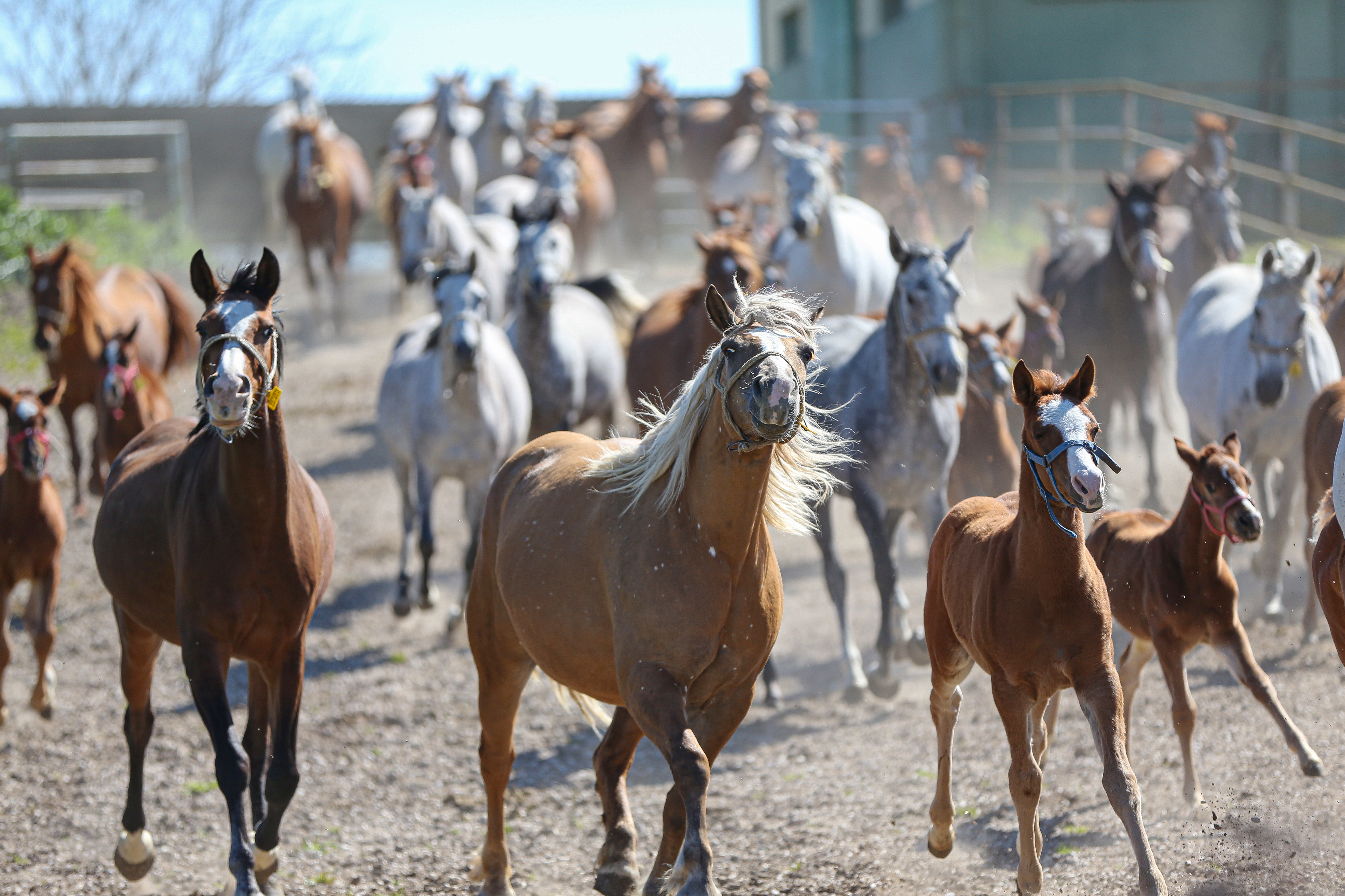 Bursa'daki TİGEM harasında şampiyon adayı taylar dünyaya gözlerini açıyor