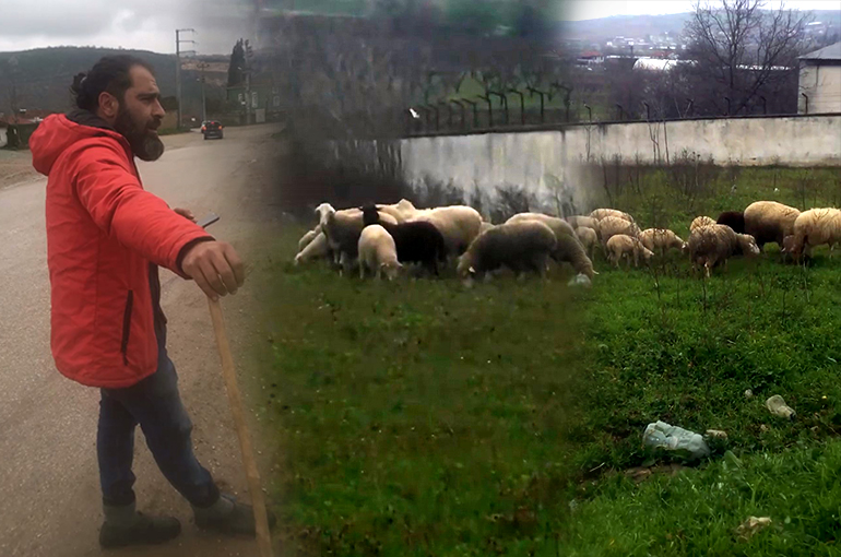 Bursalı Çoban Sosyal Medyanın Yıldızı Oldu